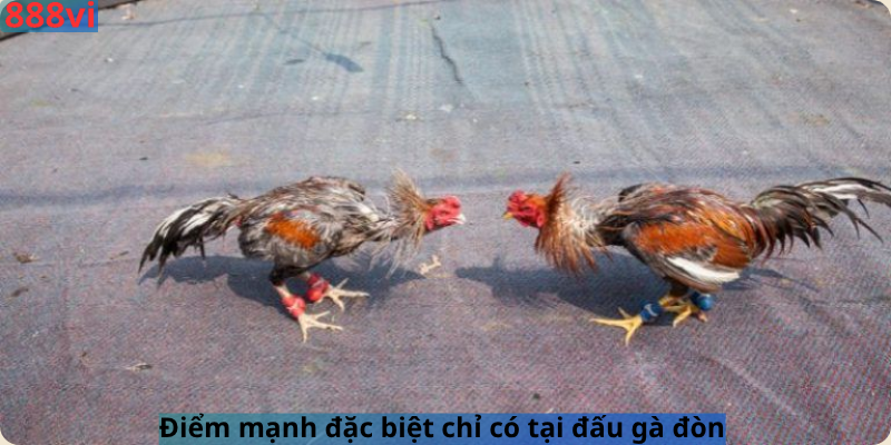 Điểm mạnh đặc biệt chỉ có tại đấu gà đòn