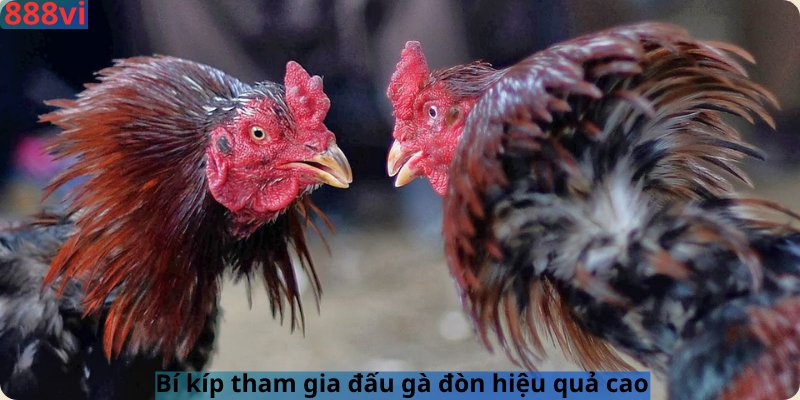 Bí kíp tham gia đấu gà đòn hiệu quả cao