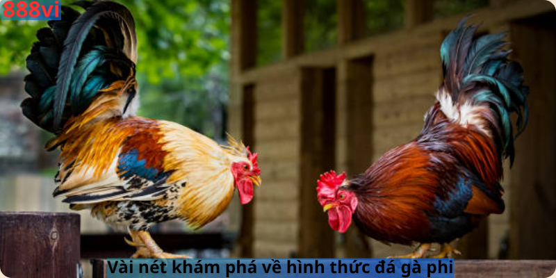 Vài nét khám phá về hình thức đá gà phi