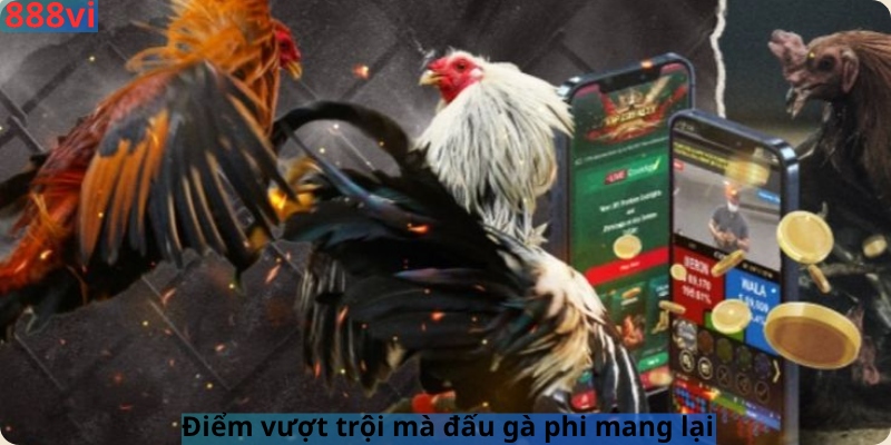 Điểm vượt trội mà đấu gà phi mang lại