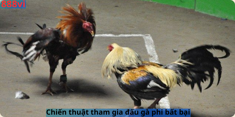 Chiến thuật tham gia đấu gà phi bất bại