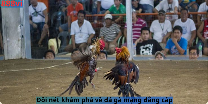 Đôi nét khám phá về đá gà mạng đẳng cấp