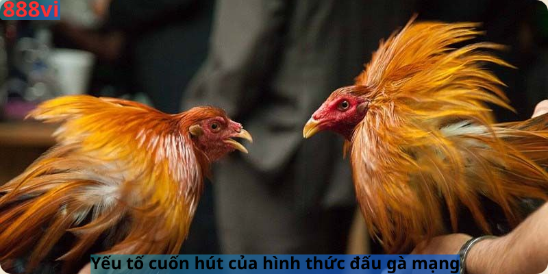 Yếu tố cuốn hút của hình thức đấu gà mạng