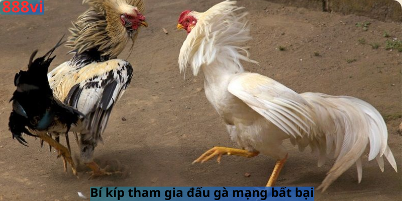 Bí kíp tham gia đấu gà mạng bất bại